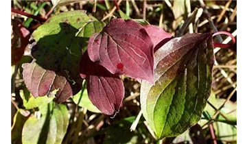 Roter Hartriegel
