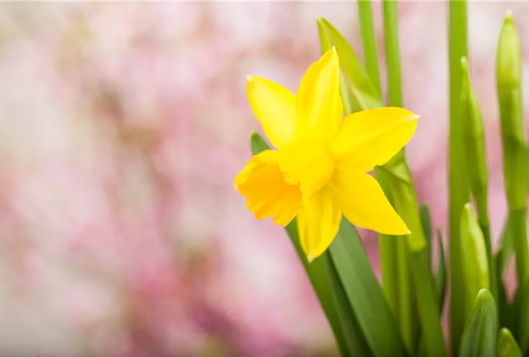 Narcissus
