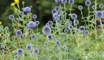 Kugeldistel