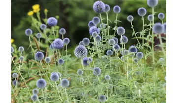 Kugeldistel