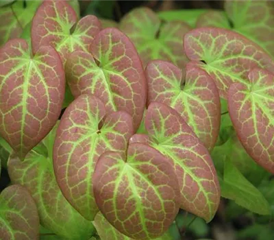 Epimedium versicolor (x) 'Sulphureum'