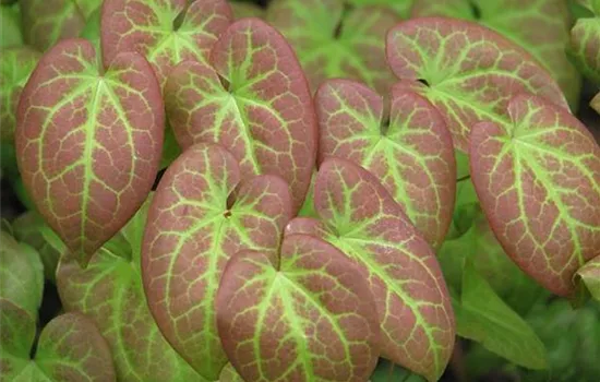 Epimedium versicolor (x) 'Sulphureum'