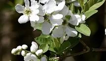 Prachtspiere