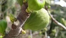 Feigenbaum