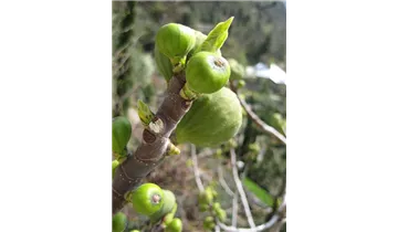 Feigenbaum