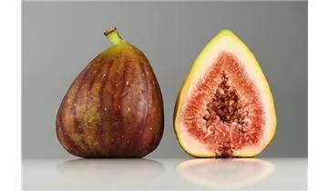Feigenbaum