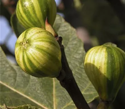 Ficus carica 'Dalmatie'
