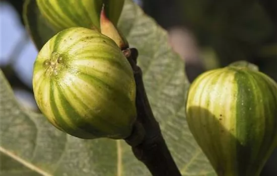 Ficus carica 'Dalmatie'
