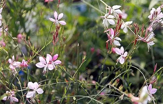 Gaura lindheimeri 'Siskiyou Pink'