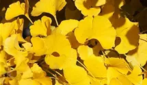 Ginkgobaum
