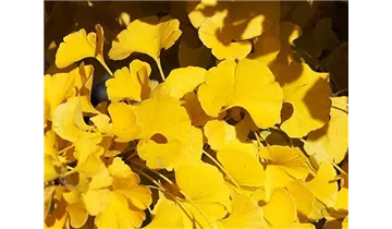 Ginkgobaum