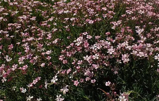 Gypsophila repens 'Rosea'