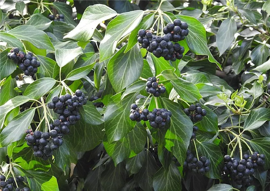 Hedera helix