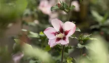 Hibiscus, Eibisch