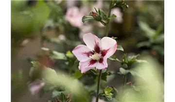 Hibiscus, Eibisch
