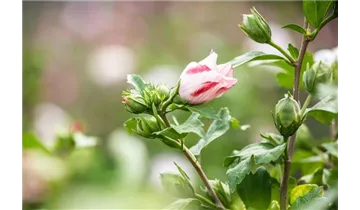 Hibiscus, Eibisch
