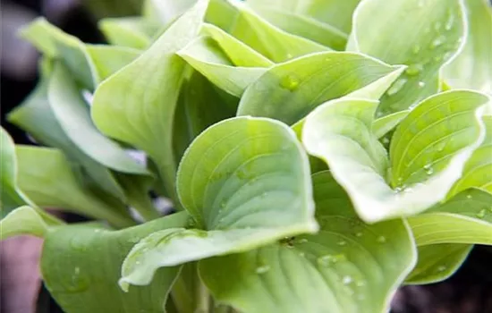 Hosta 'Blue Cadet'