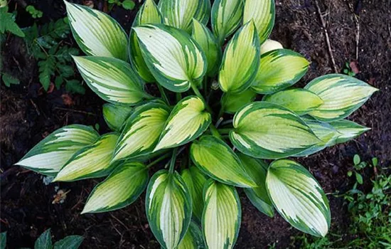Hosta 'June'