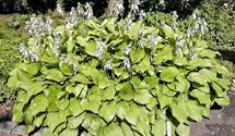 Hosta, Funkie