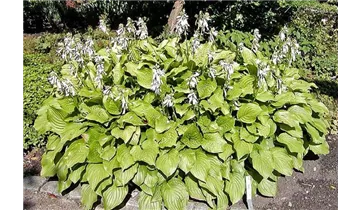 Hosta, Funkie