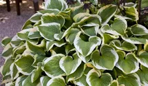 Hosta, Funkie