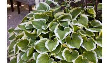 Hosta, Funkie