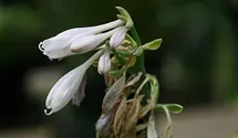 Hosta, Funkie