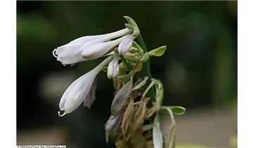Hosta, Funkie