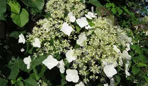 Kletterhortensie