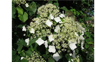 Kletterhortensie