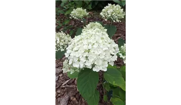 Hortensie