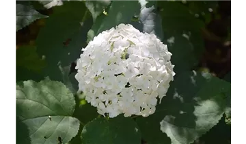 Hortensie