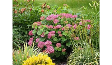 Hortensie