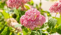 Hortensie