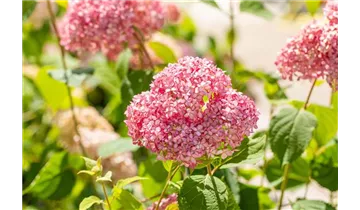 Hortensie