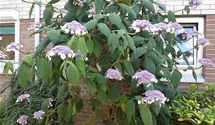 Hortensie