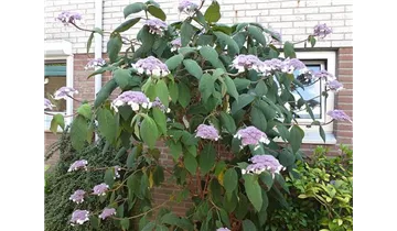 Hortensie