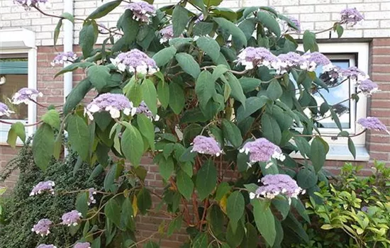 Hydrangea aspera 'Macrophylla'
