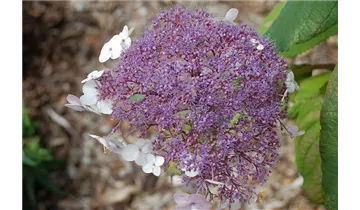 Hortensie