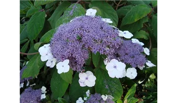 Hortensie
