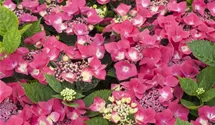 Hortensie