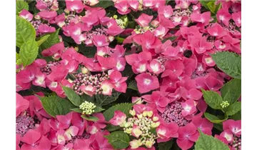Hortensie