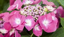 Hortensie