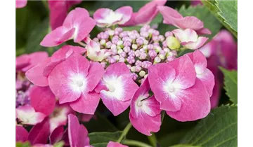 Hortensie
