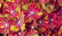 Hortensie