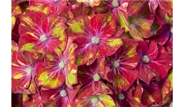 Hortensie