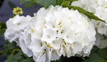 Hortensie