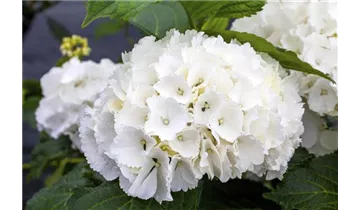 Hortensie