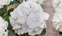 Hortensie