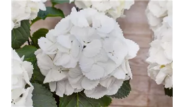 Hortensie